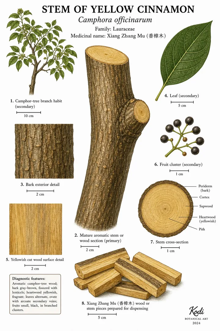Botanical field plate of medicinal cinnamon